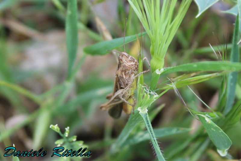 Acridiidae non identificabile